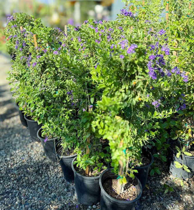 Sunset Nursery & Garden
