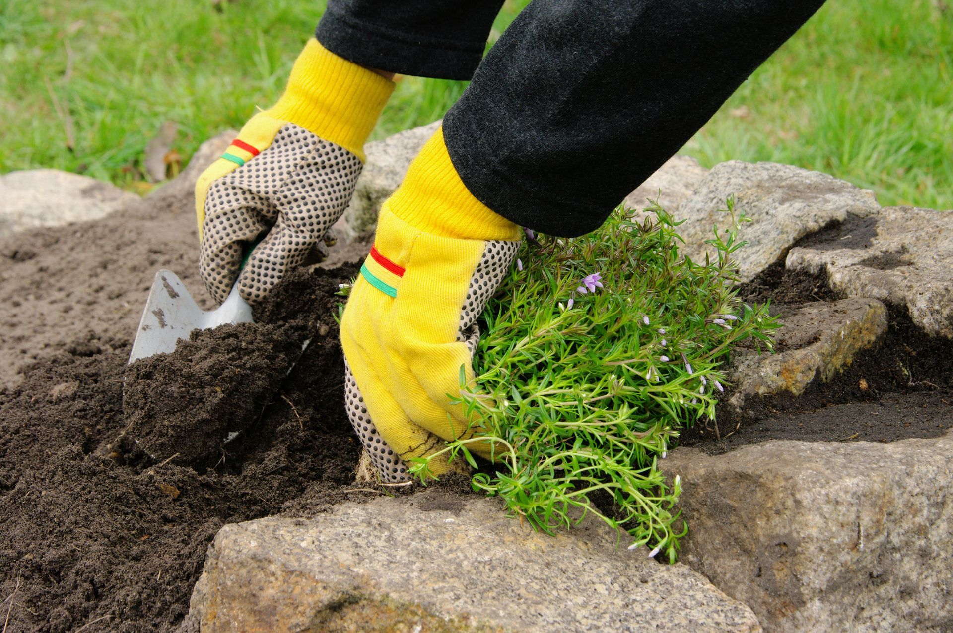 Sunset Nursery & Garden