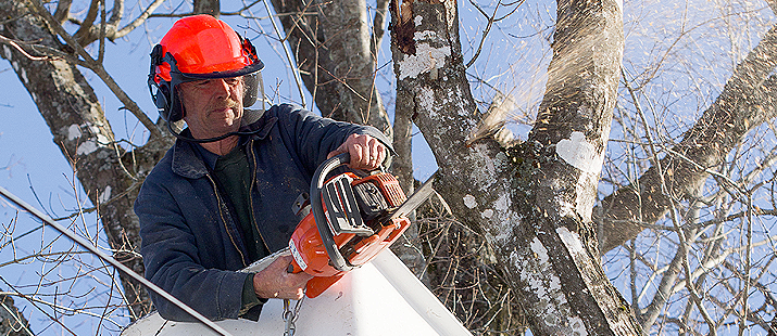 Tree Service