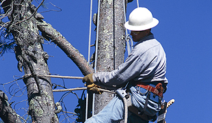 Safe Tree Removal