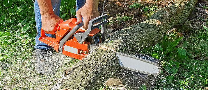 cutting Tree