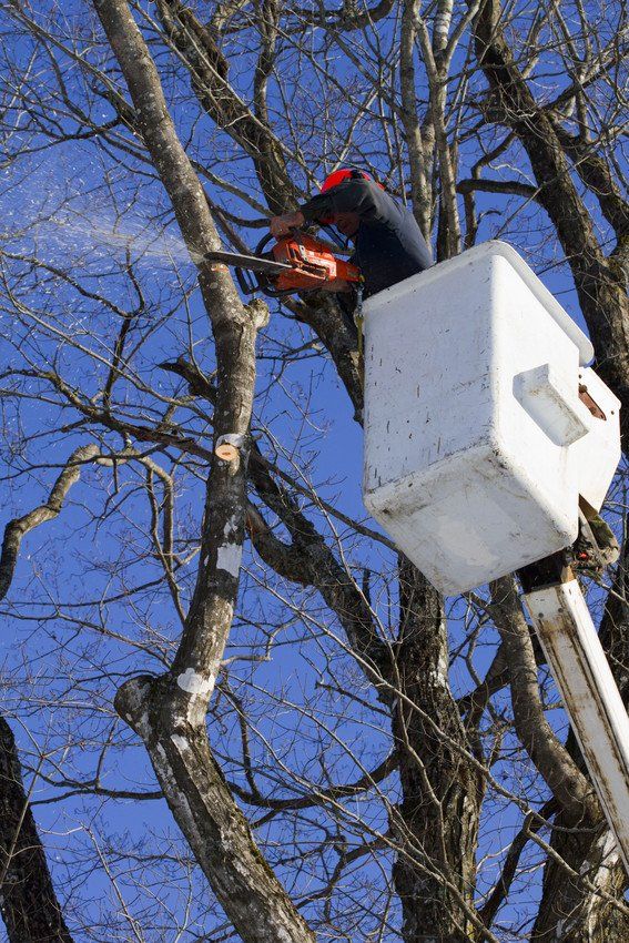 Tree service