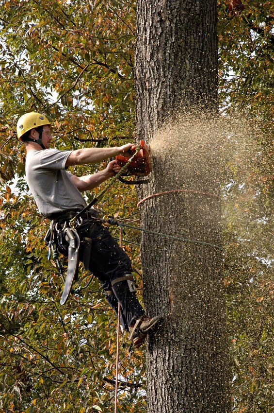 Man cutting Tree