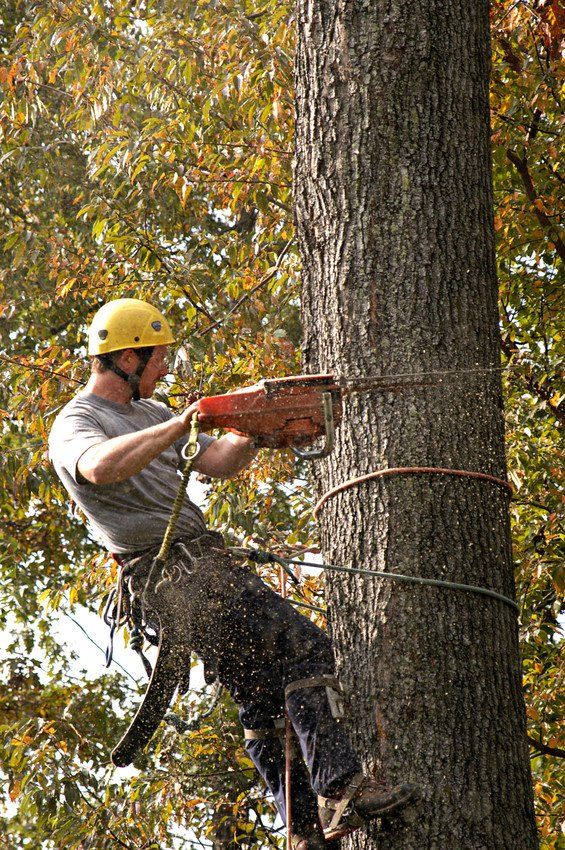 Man cutting Tree