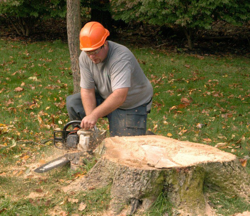 Man cutting Tree