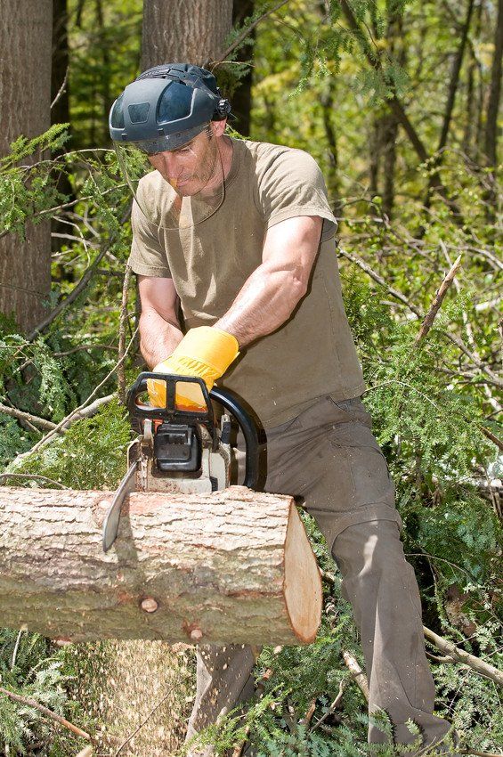 Man cutting Tree