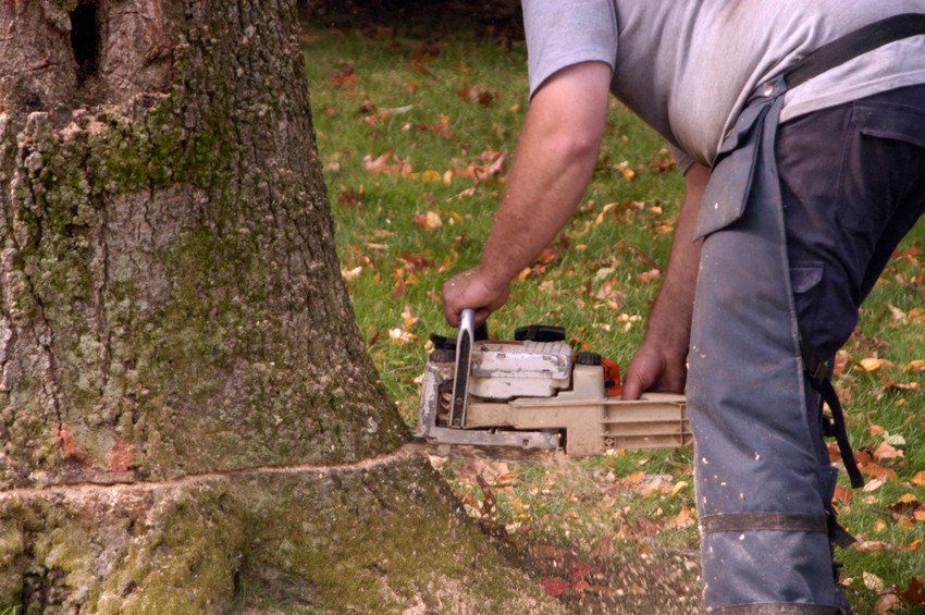 Man cutting Tree