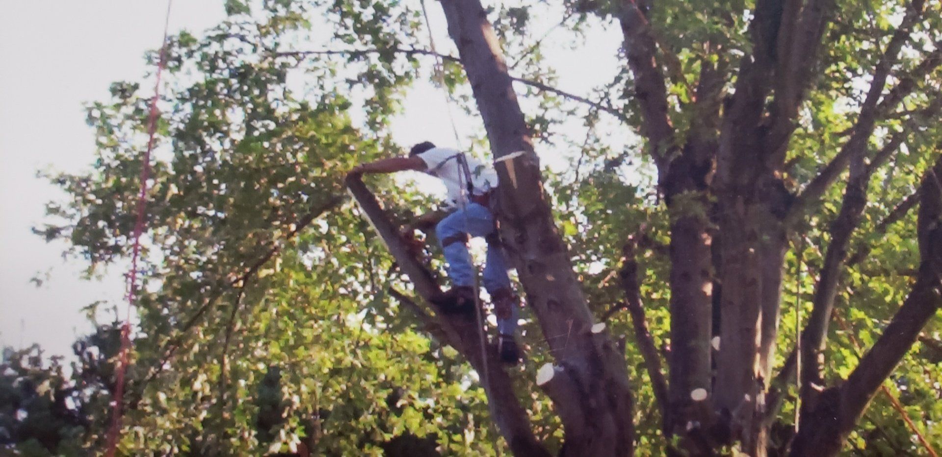 Tree trimming