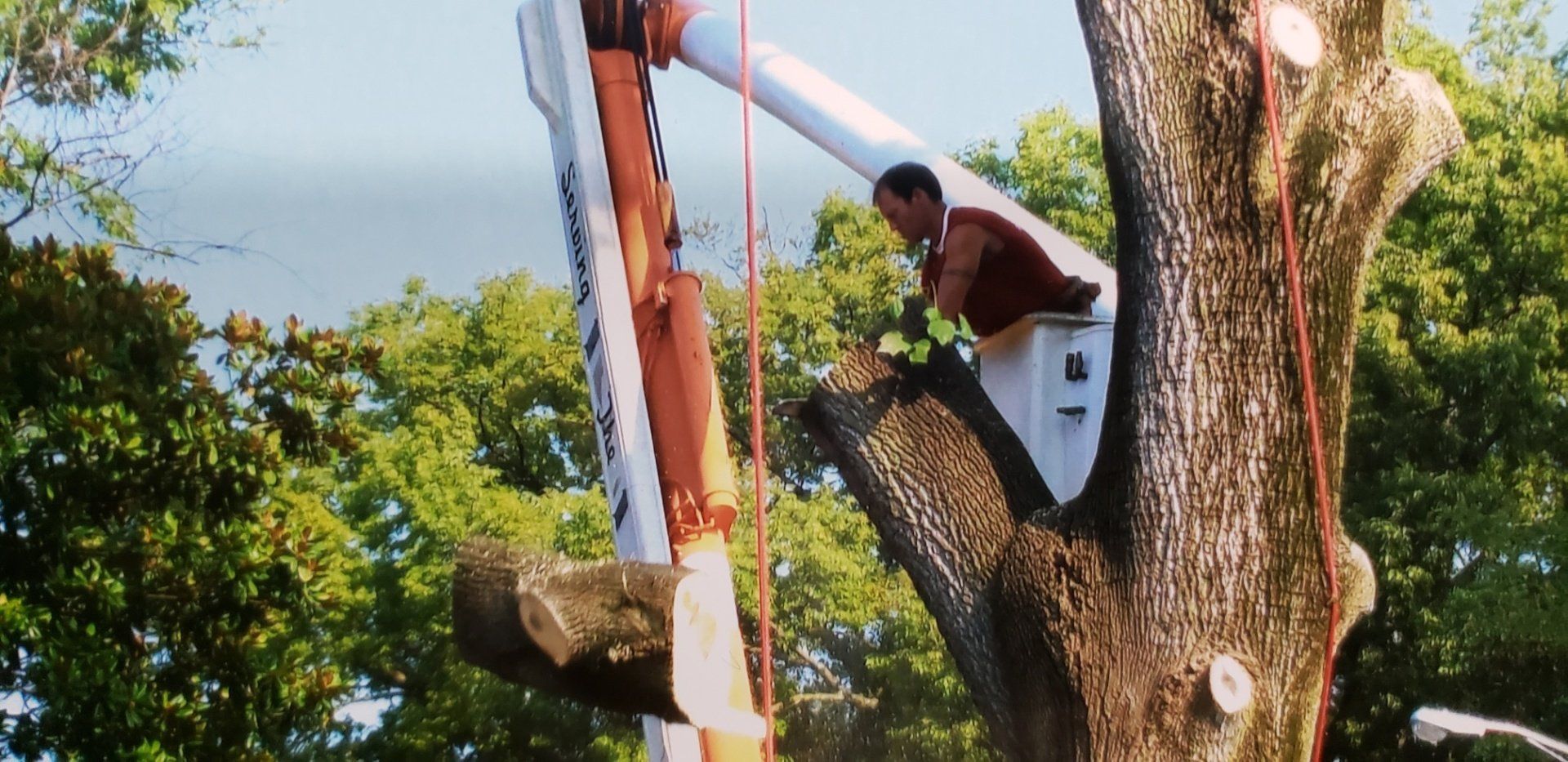 Tree removal