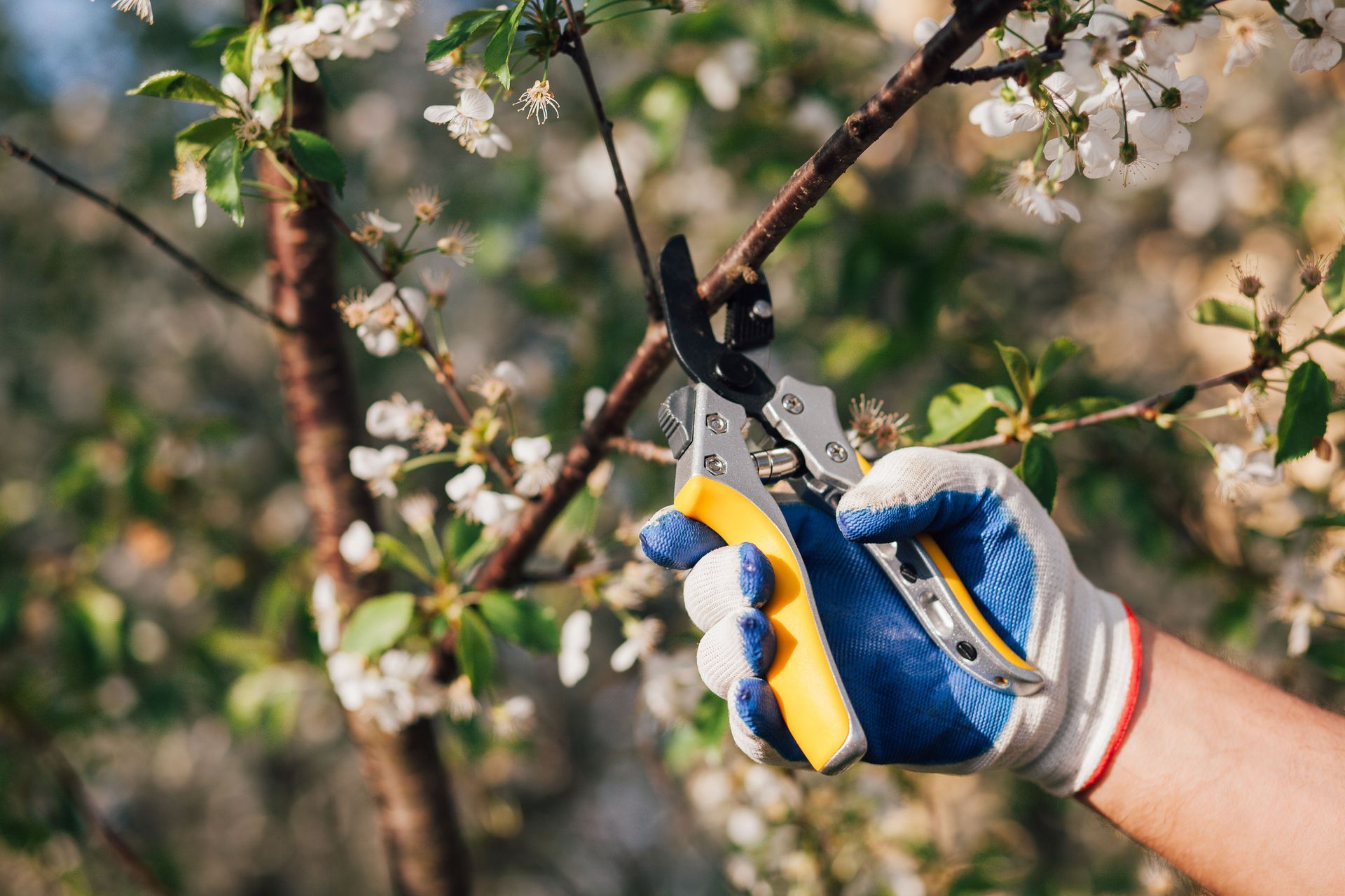 local tree services