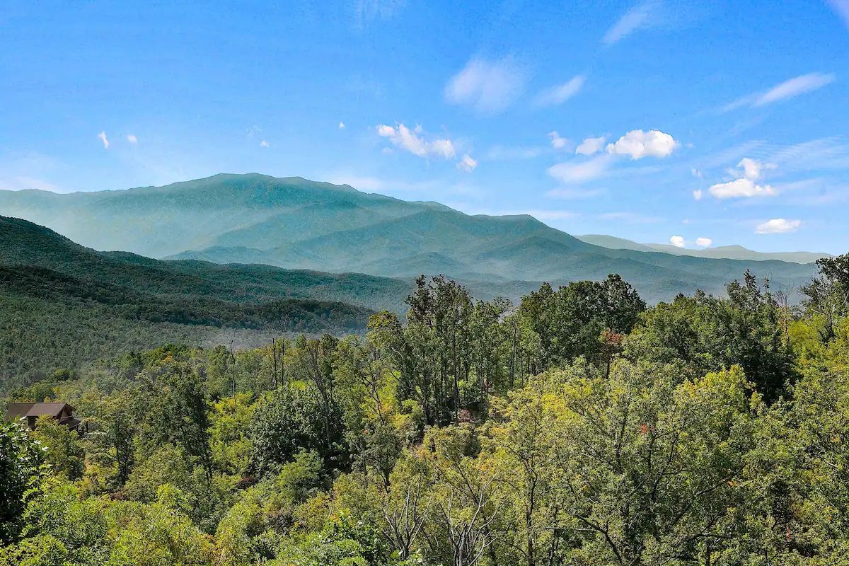 An aerial view of a lush green forest with mountains in the background.