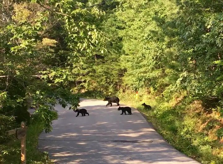 A group of bears are walking down a road.
