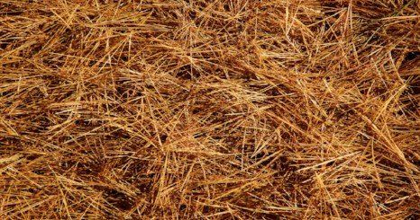 Learn More About Long-Leaf Pine Straw Long-leaf pine Straw