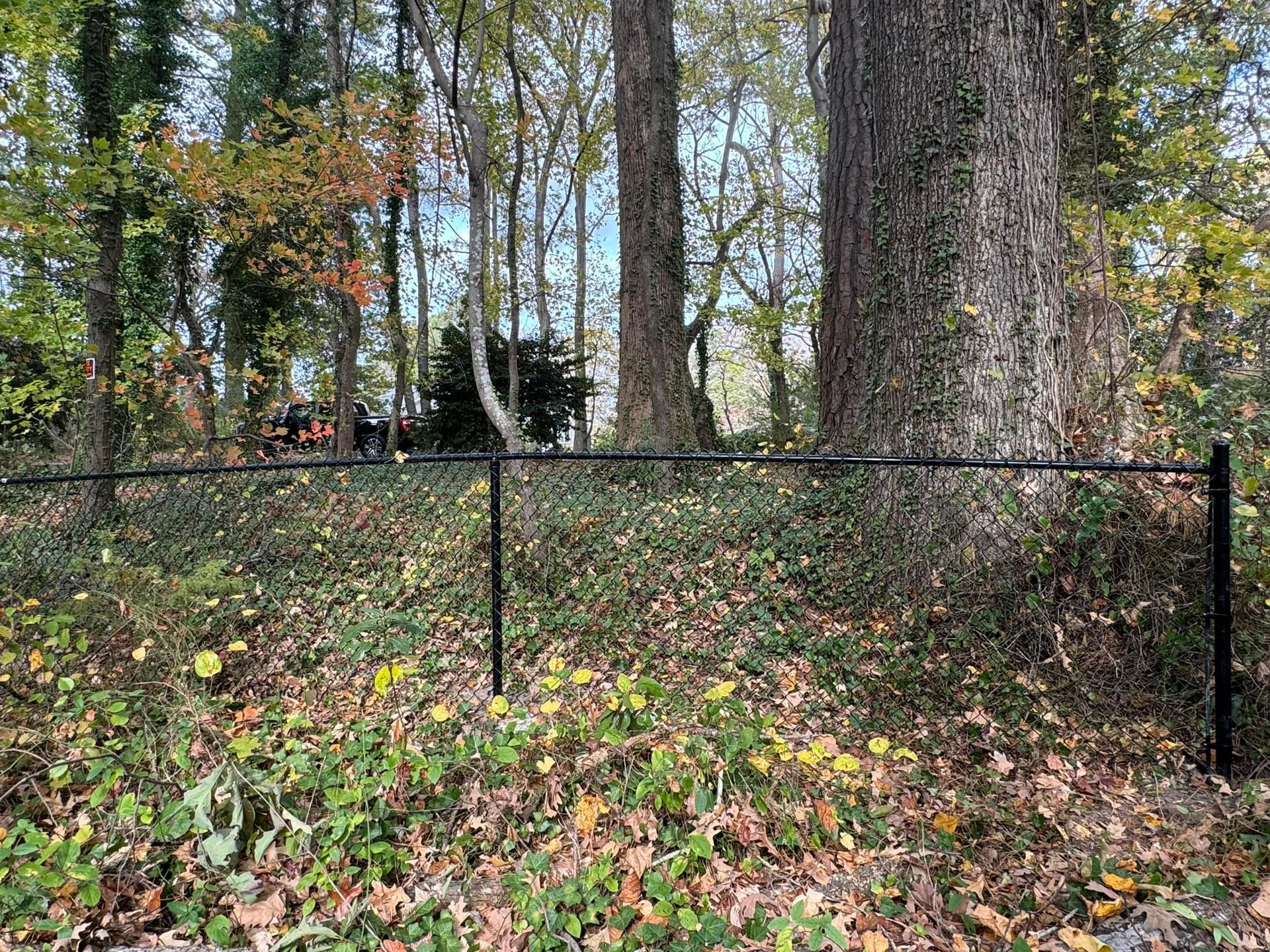 There is a fence in the middle of the woods surrounded by trees.