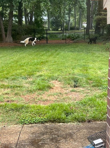 A black and white dog is running through a lush green yard.