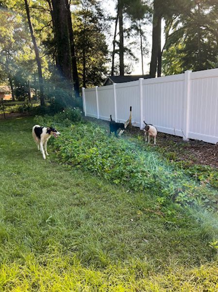 A group of dogs are playing in a yard next to a white fence.
