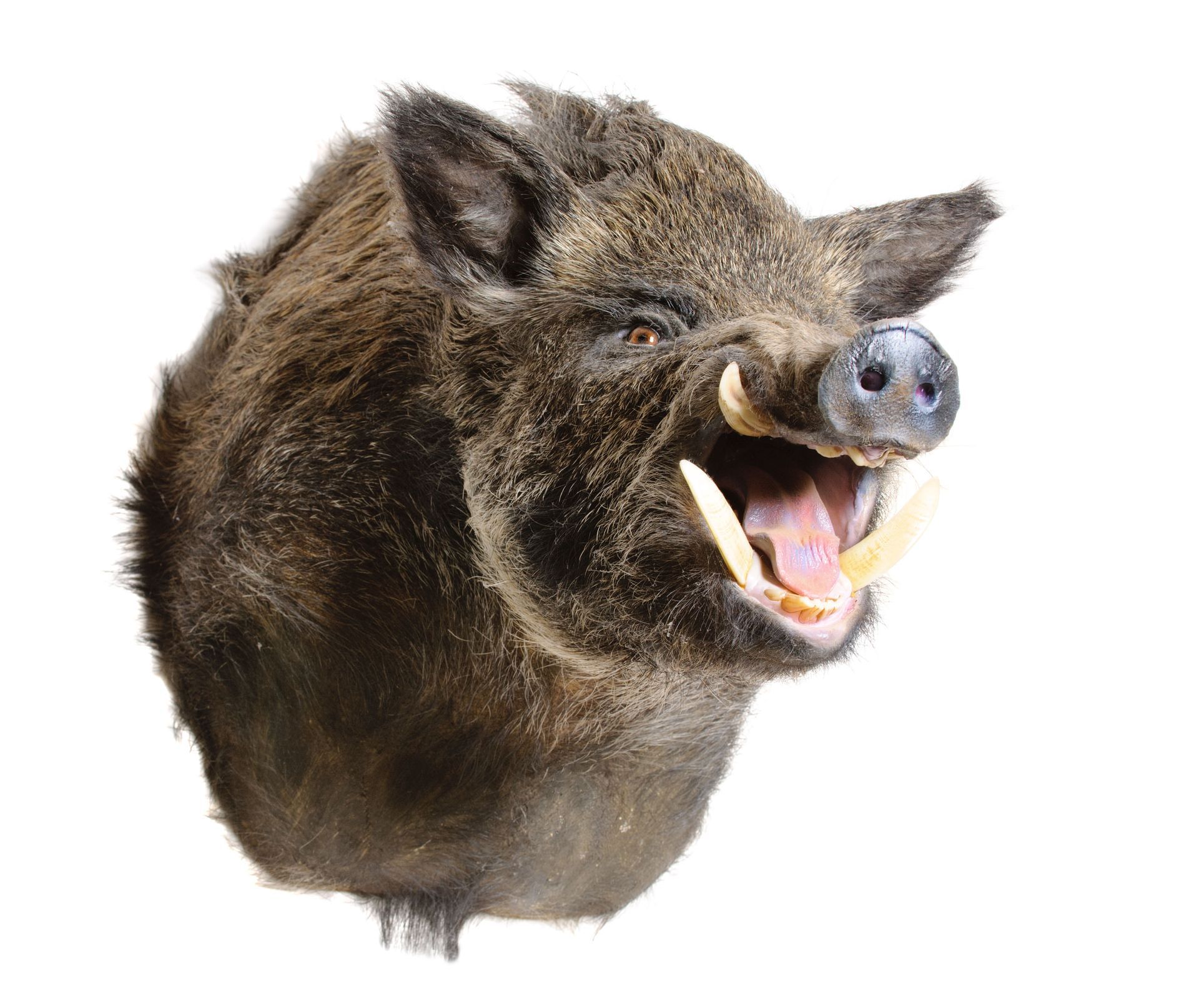 Wild boar head mount with visible tusks and open mouth.