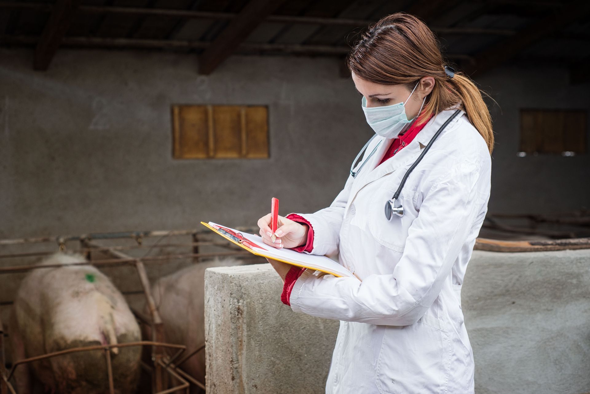 Veterinarian in mask and white coat writing on clipboard, inspecting pigs in a pen.