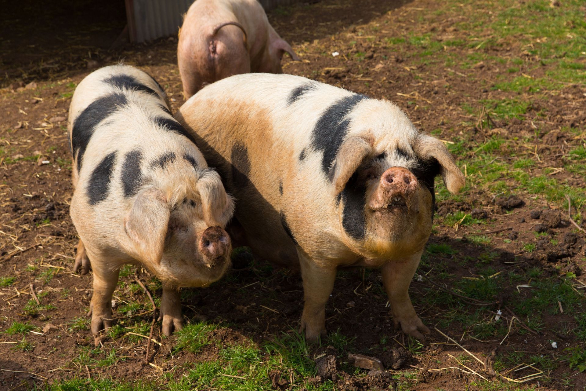Three spotted pigs in a grassy outdoor setting, two in front looking at the viewer.