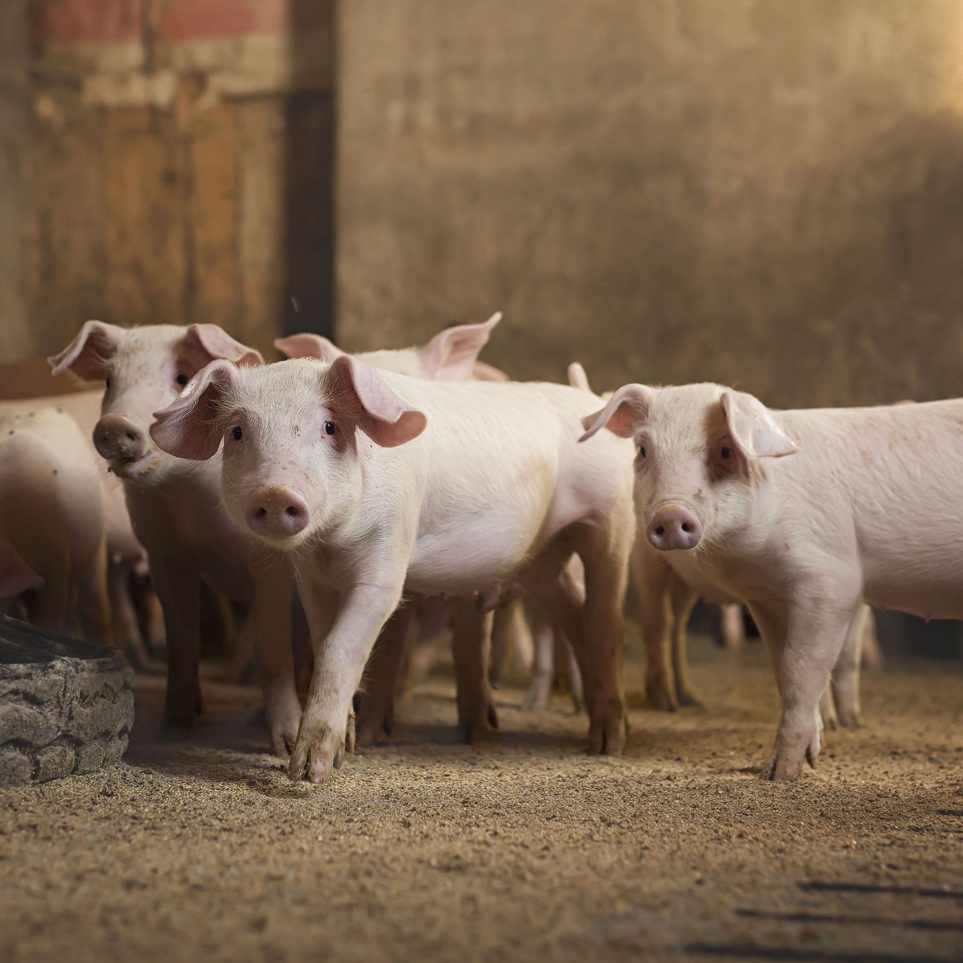 Group of pink pigs in a barn, looking towards the camera.