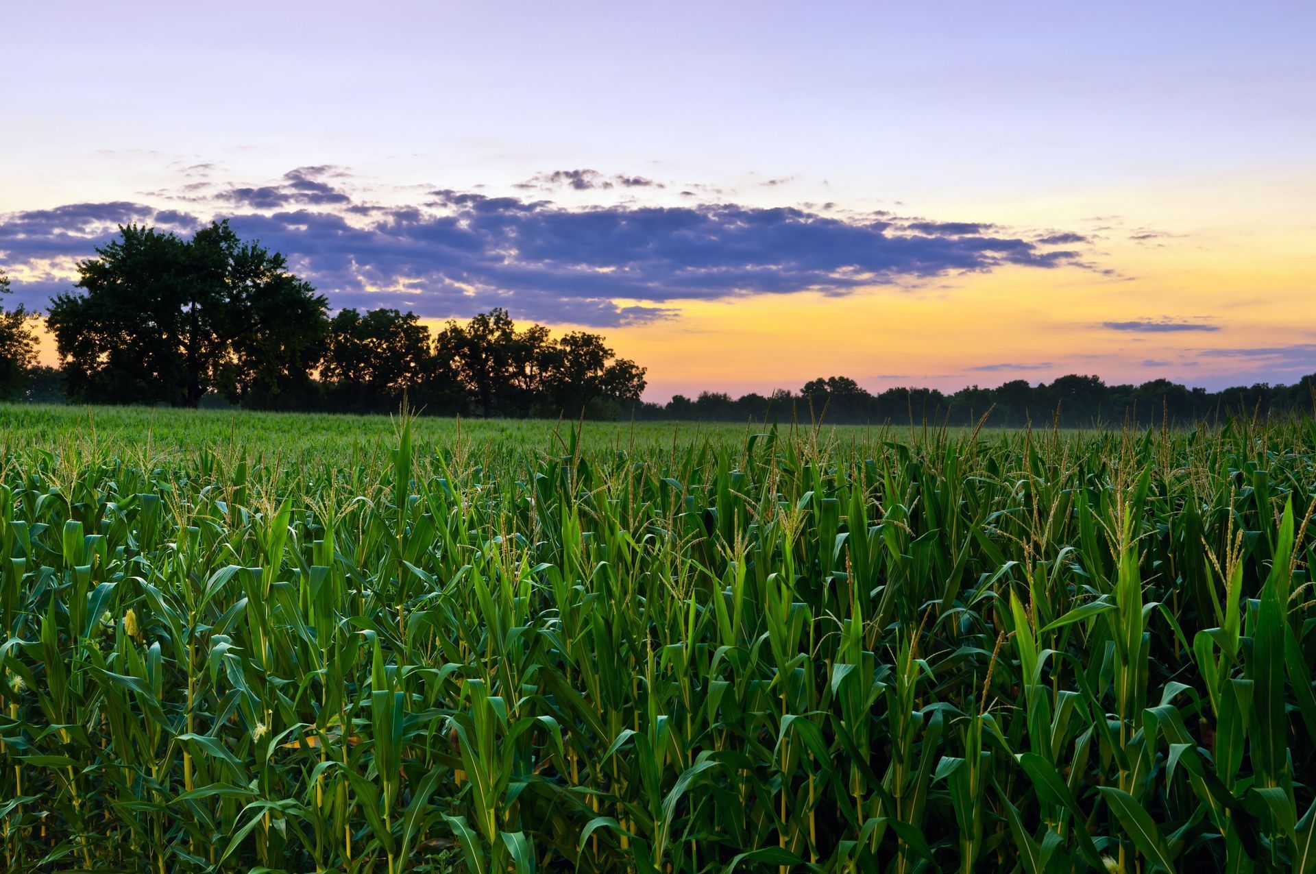 Cornfield at sunrise; green stalks, silhouetted trees, colorful sky.