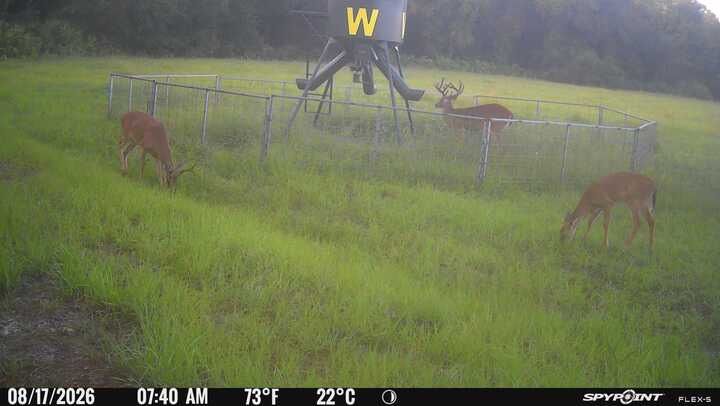 Several deer grazing in a grassy field near a trail camera in foggy dawn light.