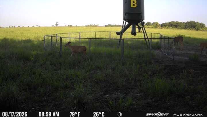 Deer standing in a fenced field beneath a deer feeder at dawn.