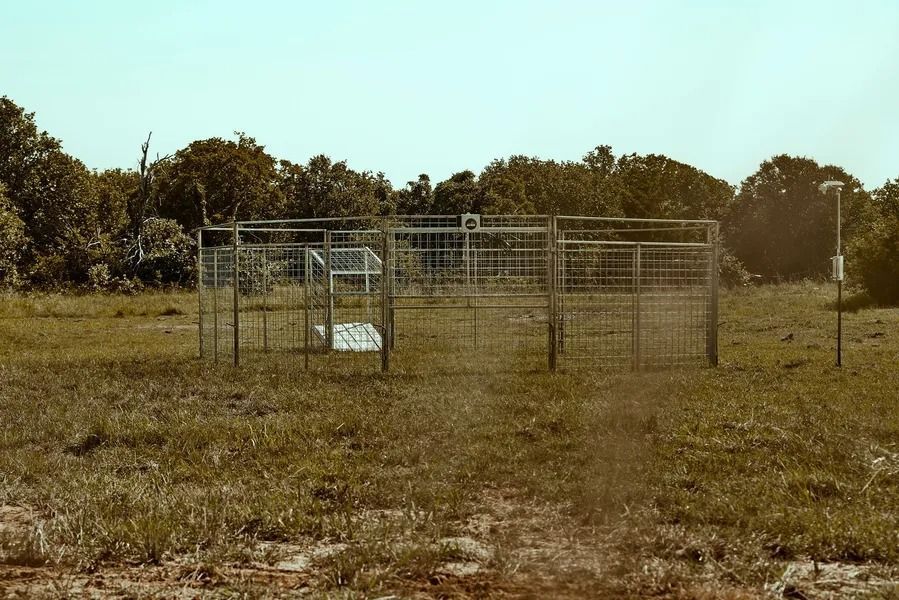 Metal animal trap set in a grassy field, surrounded by trees.
