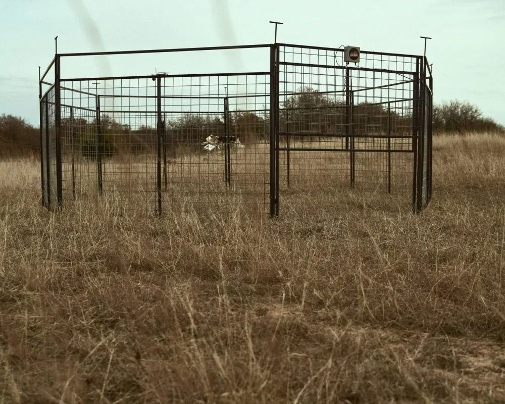Large, open-top metal cage trap in a grassy field.  Open gate on the right. Camera on top.