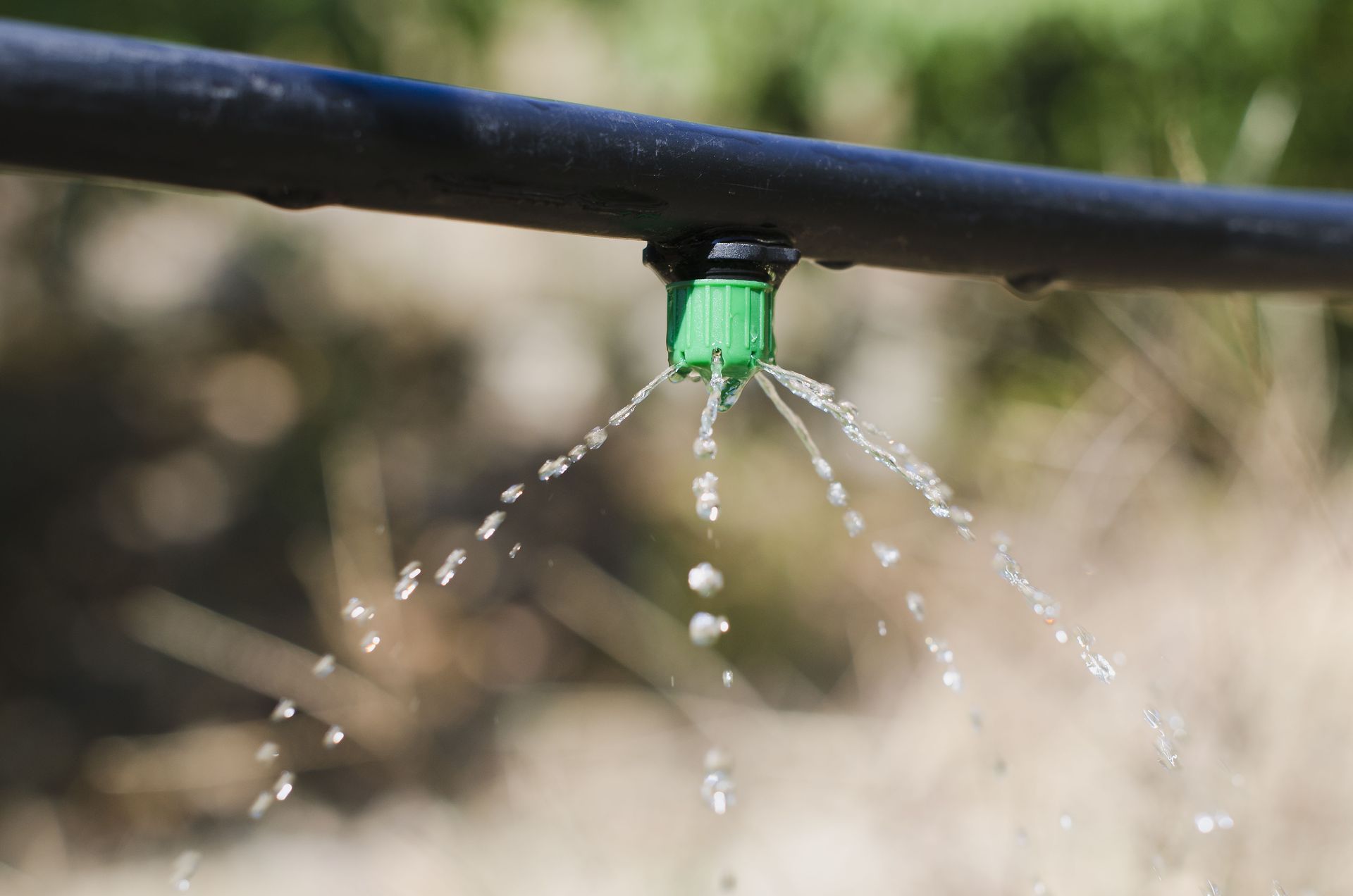 Close-up of a green drip irrigation emitter spraying water from a black hose over dry ground