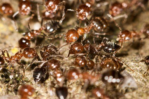 Colony of ants