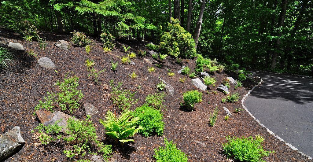 Northwoods in the Hudson River Valley, NY