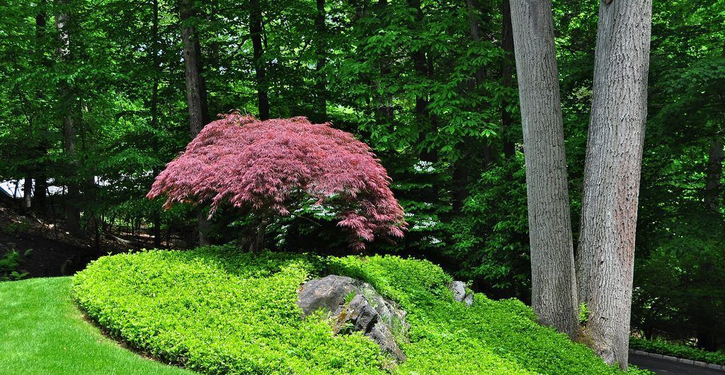 Northwoods in the Hudson River Valley, NY