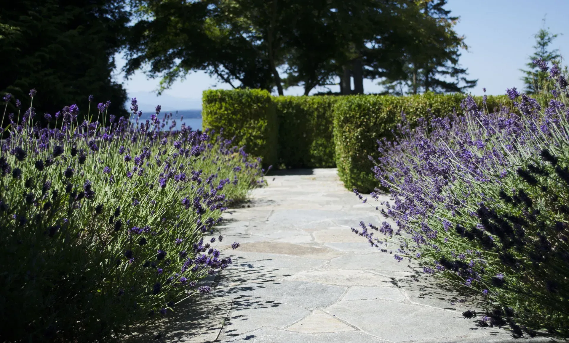 Stone path lined with lavender and hedges leads to a view of the sea.