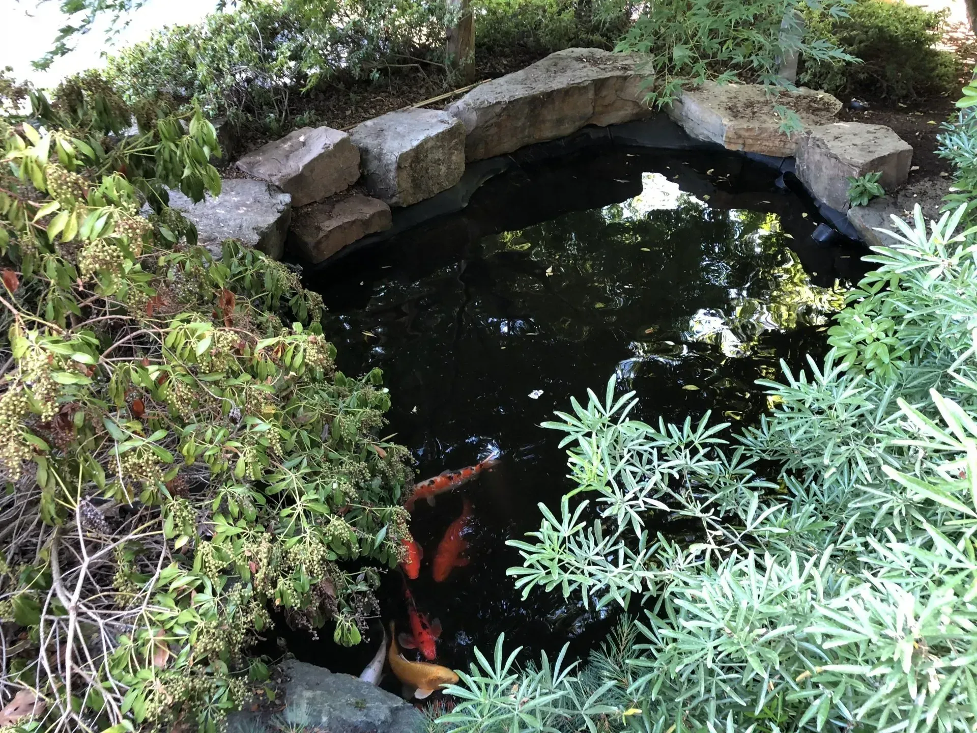 Koi pond surrounded by greenery and stone edging. Some orange and white fish are visible.