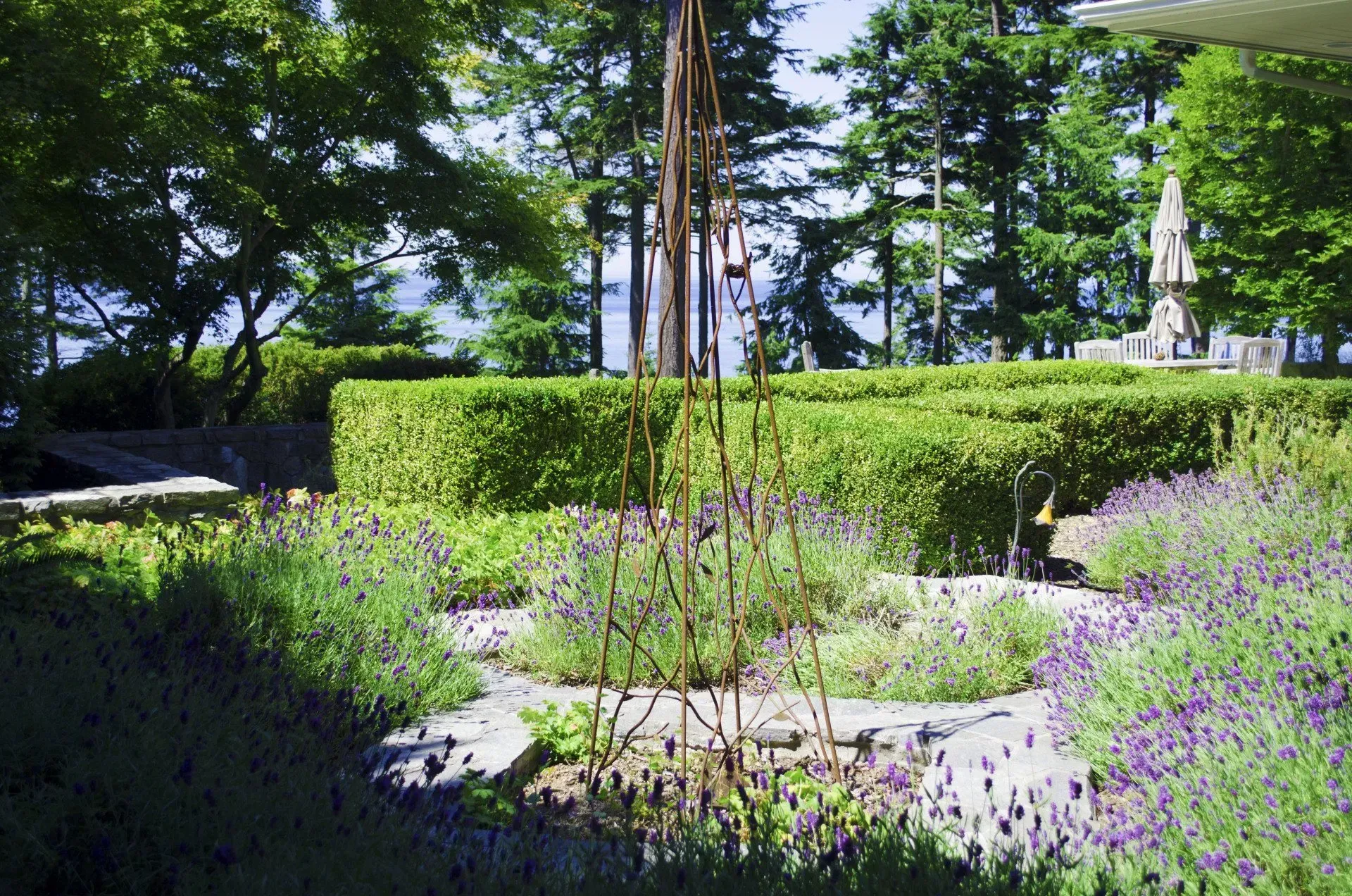 A sunny garden with lavender, a metal sculpture, and a green hedge.