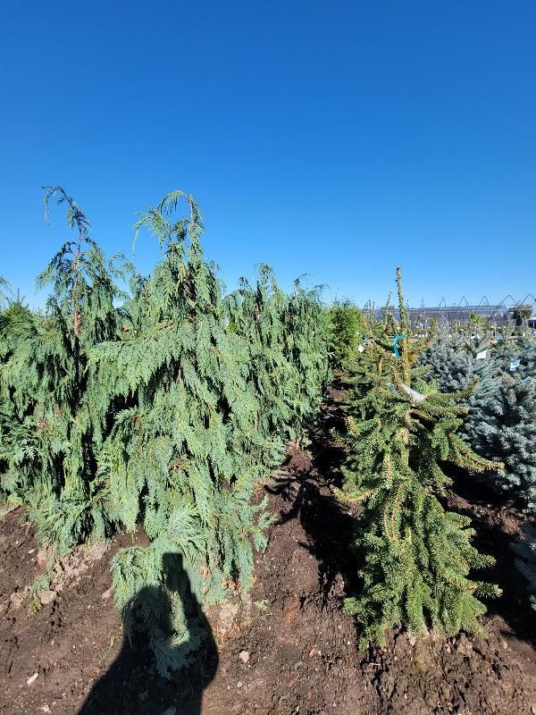 A row of trees in a field with a blue sky in the background.