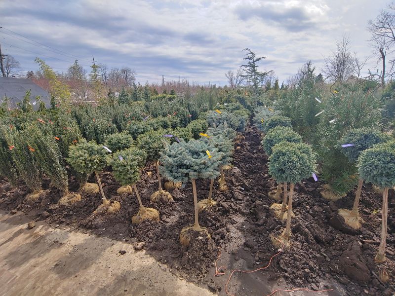 A lot of trees are growing in the dirt in a garden.