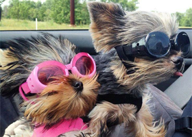 Pets with sunglasses