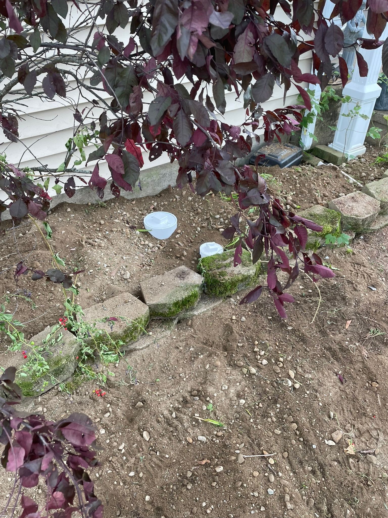 A tree with purple leaves is surrounded by rocks and dirt in a garden.