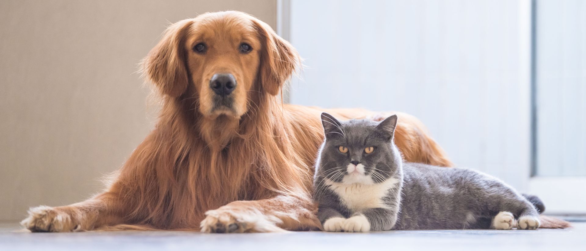 Golden retriever and gray-and-white cat lying together on a soft white blanket indoors