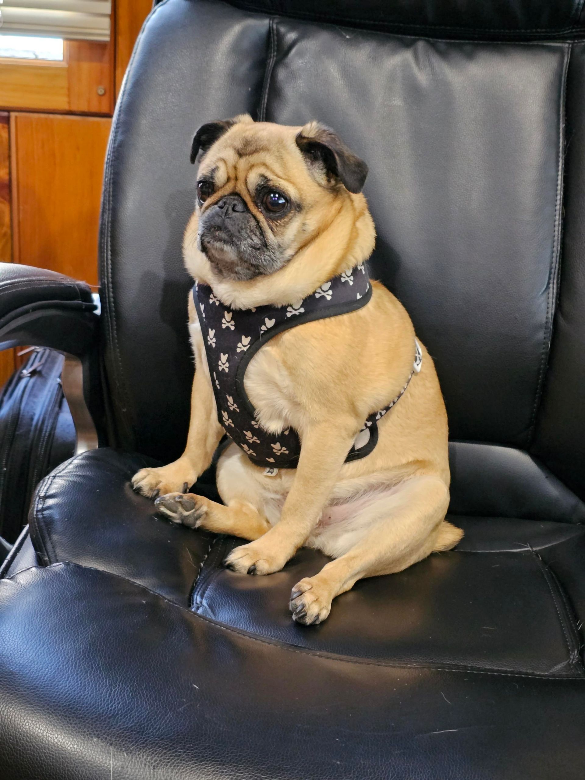 Olive in Office Chair