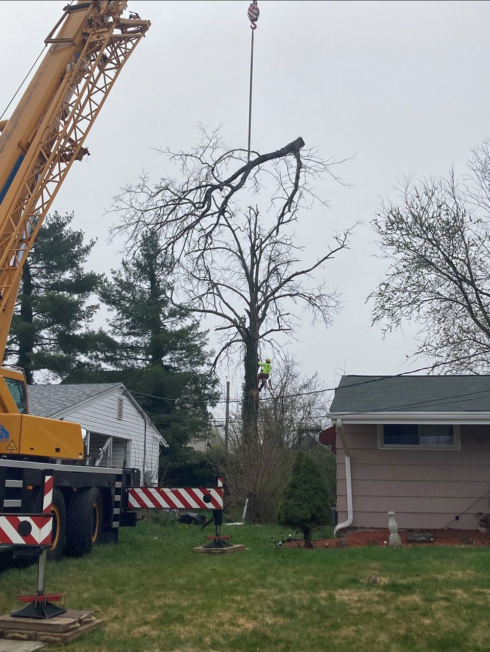 A crane removing a large tree branch. A worker is in the tree. Houses and a cloudy sky are in the background.