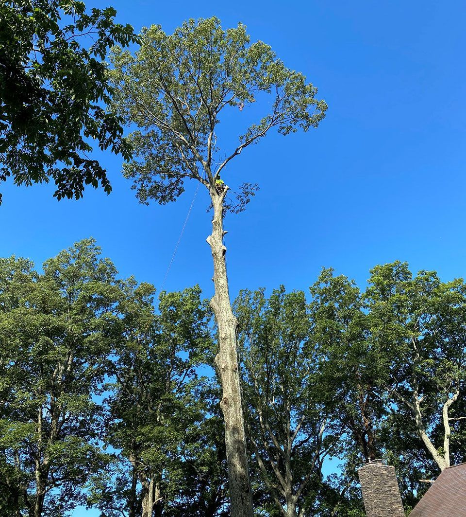 Tall tree against a clear blue sky; other trees and a chimney are visible below.