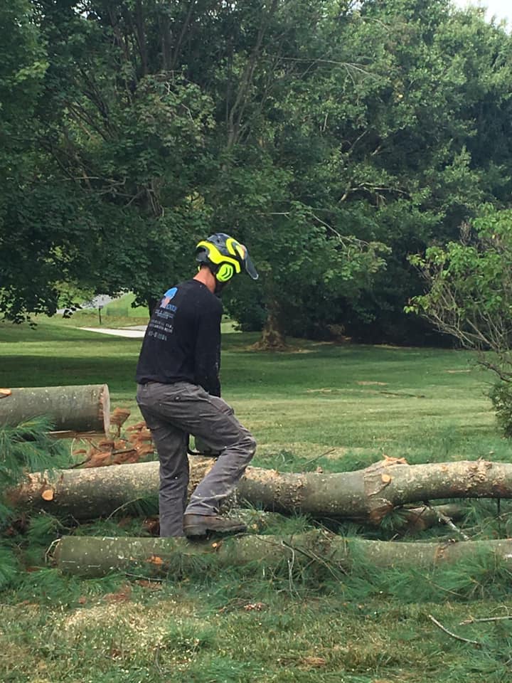 Magnolia Tree & Landscape Specialist Work