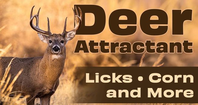 Deer attractant