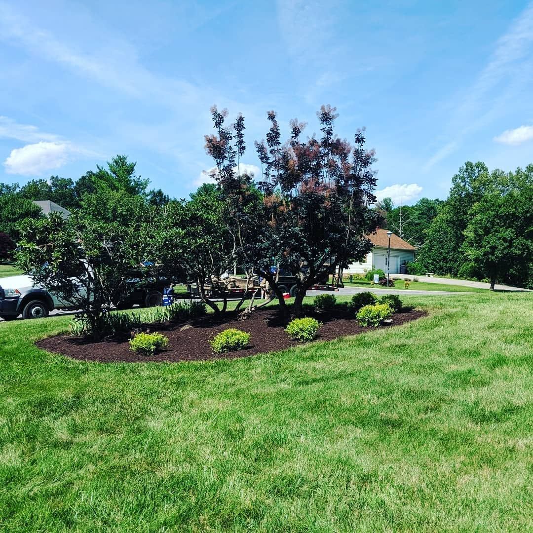 Landscape with a small purple-leaf tree, mulch bed, and green lawn under a blue sky