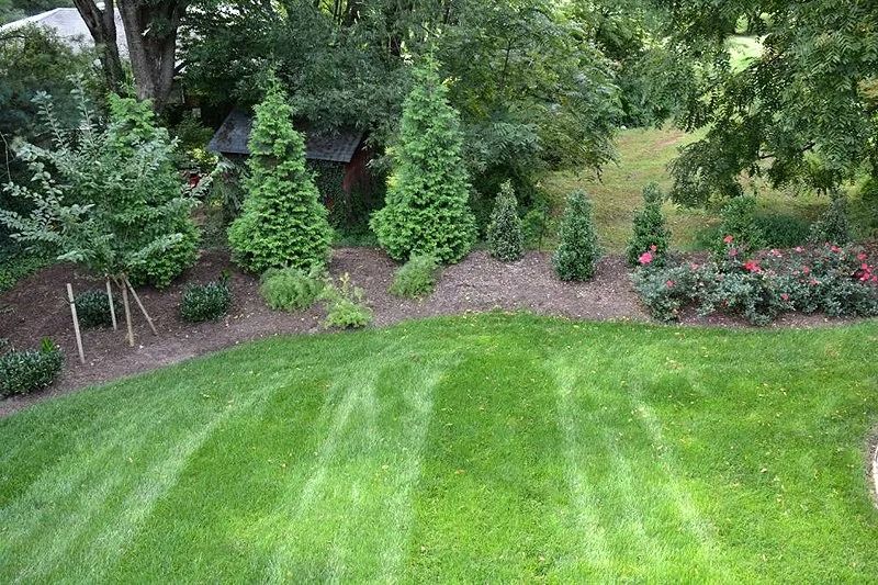 Lush green lawn with trimmed shrubs and small trees along a garden border