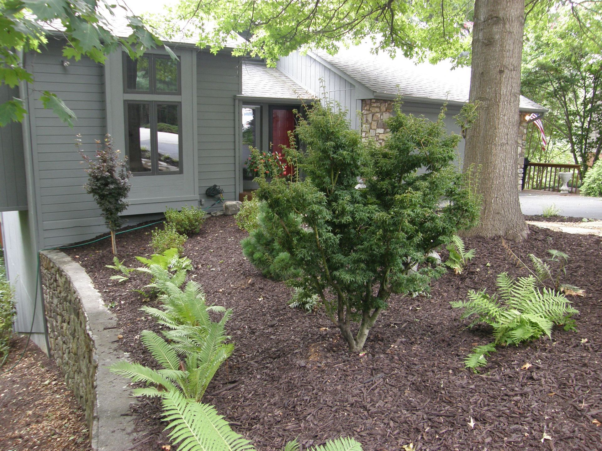 Front yard garden with shrubs and ferns beside a gray house under trees