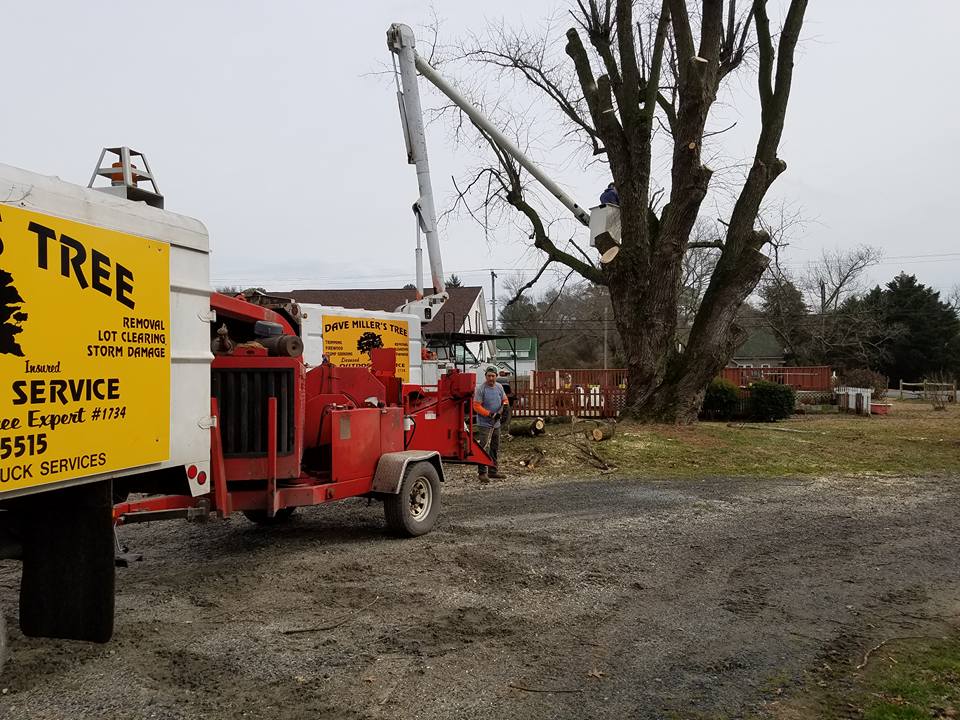 Crane-assisted tree removal